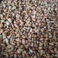 باقالی خیس شده