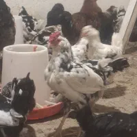 خروس گلین اصل