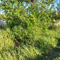 علف چیدن رسیدگی نگهداری هستم