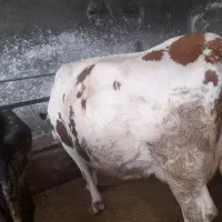 حیوانات.مزرعه