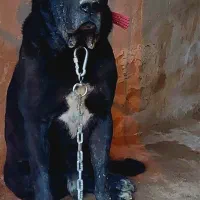 سگ سرابی مشکی