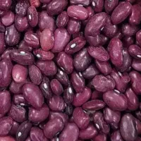 لوبیا قرمز برا امسال