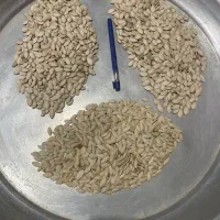 تخم کدو خام بینظیر