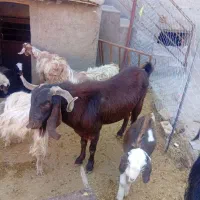 یک نربزجوان ۴دندان حدود۶۳کیلو|حیوانات مزرعه|هرسین, |دیوار