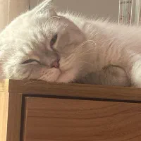 اسکاتیش فولد فوری|گربه|تهران, زاهد گیلانی|دیوار