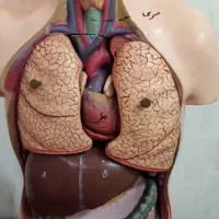 آناتومی بدن انسان