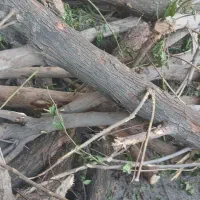 خرید چوب مورت بیدکویتی