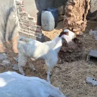 چاشت و بز چاق فروشی (منوجان هستم )
