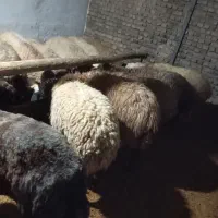 تعداد22راس میش جوان و ابستن|حیوانات مزرعه|خمین, |دیوار