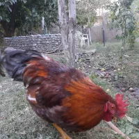 خروس محلی