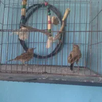 سهره|پرنده|بجنورد, |دیوار