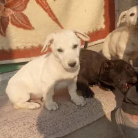 سگ.|سگ|قوچان, |دیوار