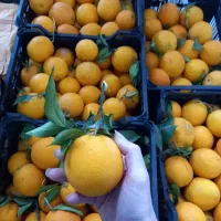 سیب و پرتقال درجه یک بارتازه فقط با سبد|عمده‌فروشی|تالش, هشتپر|دیوار