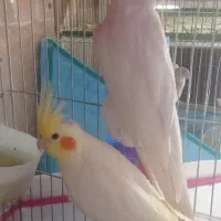 عروس هلندی‌ مولد