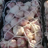 سیر سبدی همدان