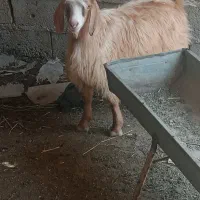 بز نر