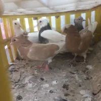 چندطوق کبوتر پرشی رنگ خوب