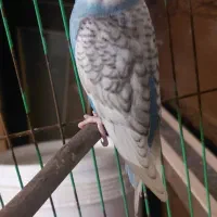 مرغ عشق ماده