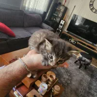 بچه گربه رایگانه رایگان