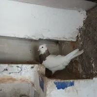 فروش چن عددکبوتر|پرنده|دهدشت, |دیوار