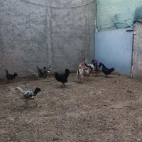 مرغ و و جوجه گلین|حیوانات مزرعه|ورامین, قويينک زهری|دیوار