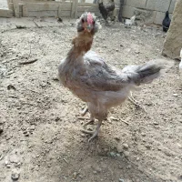 مرغ