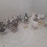 سلام دوستان عزیز