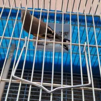 سهره دو رگ جوجه سال|پرنده|اصفهان, جامی|دیوار