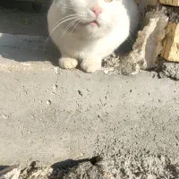 گربه اورکا