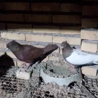جفت نرو ماده|پرنده|شوشتر, |دیوار