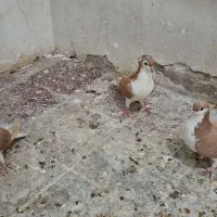 شیرازی پرتقالی