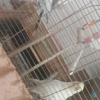 فروش دو تا عروس هلندی نر و ماده