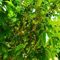 باغچه ۱۰۰۰متری|فروش خانه و ویلا|سیاخ دارنگون, |دیوار