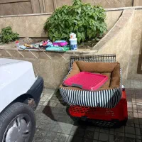 توله چشم دکمه ای فقط 2900|سگ|تهران, صادقیه|دیوار