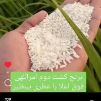 برنج کشت دوم