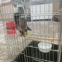 مرغ مینا سخنگو جوجه