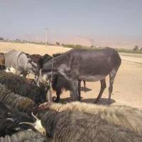 ماده خر گله|حیوانات مزرعه|فسا, |دیوار