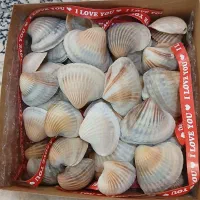 صدف دریا|ماهی|اسلام‌شهر, صادقیه|دیوار