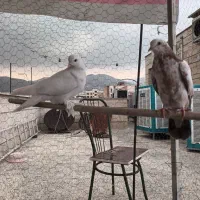 کفتر پرشی به شرط