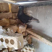 کبوتر سوسنی نر|پرنده|شاهینشهر, شهرک پردیس|دیوار