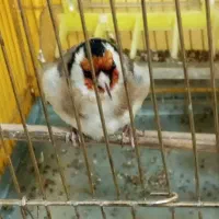 سهره جوجه قفس جفتی