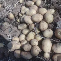 سیب بذری جلی 401وارداتی خوش قالب|خوردنی و آشامیدنی|رزن, |دیوار