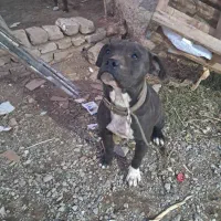 دوقلاده پیتبول مشکی و قهوه ای