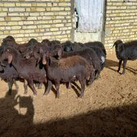 بره قره قزل|حیوانات مزرعه|دوتپه, |دیوار