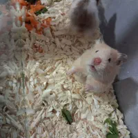 همستر|موش و خرگوش|سبزوار, جوادیه شرقی|دیوار