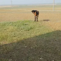 با سلام اسب نر ۴ ساله بسیار آرام