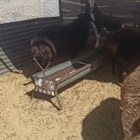 بره قوچ هترو