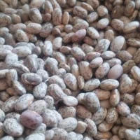 لوبیا چیتی خرم اباد