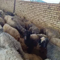 100 راس شیشک داشتی آبستن سنگین