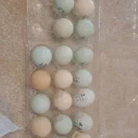 فروش تخم نطفه دار و  جوجه لاکندزی ایام امریکانو و